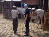 Working in Kenya with Lotty Merry what a wonderful experience, horses tough and amazing.