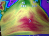 A new addition to our saddle fitting team is a thermography camera, a great asset to help with symetry of the horses back