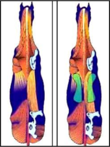 This shows the area a saddle can fit on the back, not going over the maximum length of the rib cage or impeding the shoulder blade, before you get onto the soft none bearing surface.